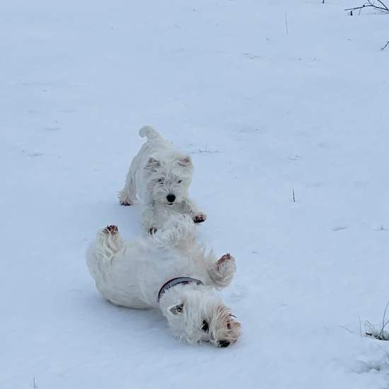 blog/vinter-bild-fraan-marie-gustavsson