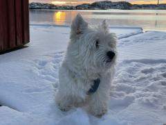 blog/vinterbild-otis-kerstin-jansson